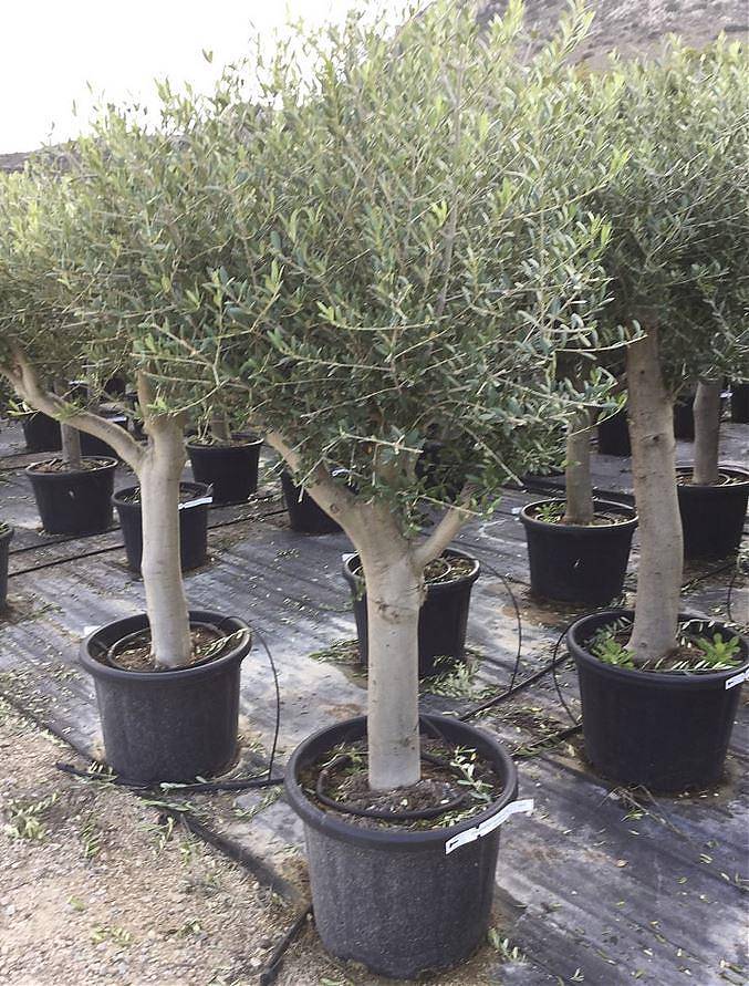 Оливковое дерево, маслина европейская - Olea europaea D50 H210
