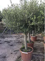 Оливковое дерево, маслина европейская - Olea europaea D60 H220