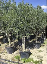 Оливковое дерево, маслина европейская - Olea europaea D50 H220