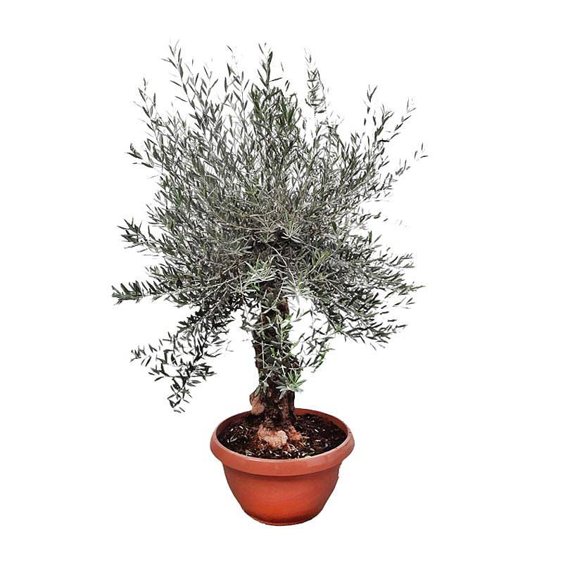 Оливковое дерево, маслина европейская - Olea europaea D70 H200