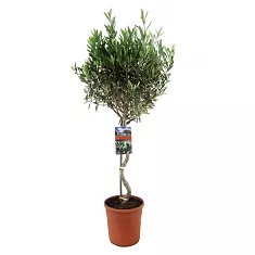 Оливковое дерево, маслина европейская спираль - Olea europaea D24 H110