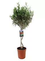 Оливковое дерево, маслина европейская спираль - Olea europaea D24 H110