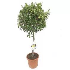 Оливковое дерево, маслина европейская - Olea europaea  D25 H100