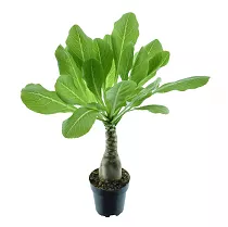 Пальма Бригамия роки D15 H40