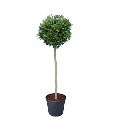 Оливковое дерево, маслина европейская - Olea europaea  D25 H120