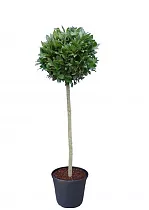 Оливковое дерево, маслина европейская - Olea europaea  D25 H120