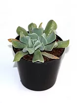 Эчеверия - Echeveria Runyonii D5 H10