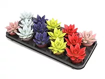 Эхеверия Миранда - Echeveria Miranda  Paint D5 H10