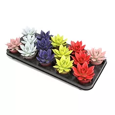 Эхеверия Миранда - Echeveria Miranda  Paint D5 H10