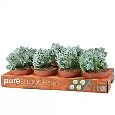 Эхеверия пульвината - Echeveria pulvinata cv. Frosty D9 H14