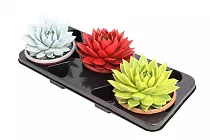 Эхеверия Миранда - Echeveria Miranda Metallic Paint D12 H15
