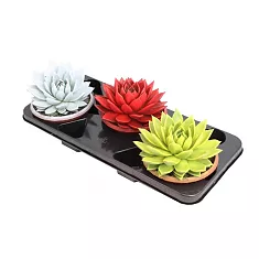 Эхеверия Миранда - Echeveria Miranda Metallic Paint D12 H15