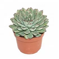 Эхеверия пулидонис - Echeveria pulidonis D5 H10