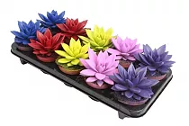 Эхеверия Миранда - Echeveria Miranda Metallic Paint D5 H12