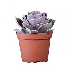 Эхеверия горбатоцветковая жемчужина Нюрнберга - Echeveria Perle von Nurnberg D5 H12