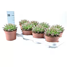 Эхеверия агавоидес Эбони - Echeveria agavoides Ebony D14 H20