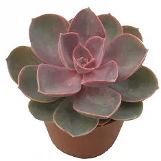 Эхеверия горбатоцветковая жемчужина Нюрнберга - Echeveria Perle von Nurnberg D9 H12