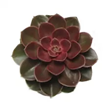 Эхеверия жемчужина Нюрнберга - Echeveria Perle von Nurnberg DARK D5 H10