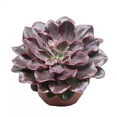 Эхеверия Ред Принц, красный принц - Echeveria Red Prince D5 H12