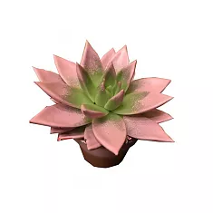 Эхеверия Миранда - Echeveria Miranda Paint D9 H15