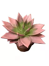 Эхеверия Миранда - Echeveria Miranda Paint D9 H15