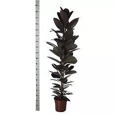 Фикус эластика Абиджан 1 ствол - Ficus elastica Abidjan D25 H190