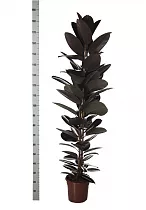 Фикус эластика Абиджан 1 ствол - Ficus elastica Abidjan D25 H190