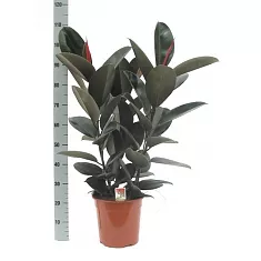 Фикус эластика Абиджан - Ficus elastica Abidjan D20 H110