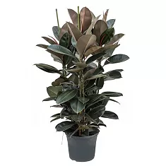 Фикус эластика Абиджан - Ficus elastica Abidjan D25 H130