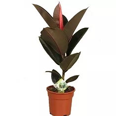 Фикус эластика Абиджан - Ficus elastica Abidjan D18 H120