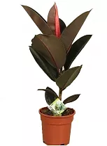 Фикус эластика Абиджан - Ficus elastica Abidjan D18 H120
