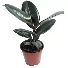 Фикус эластика Абиджан - Ficus elastica Abidjan D14 H40