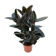 Фикус эластика Абиджан - Ficus elastica Abidjan D20 H80