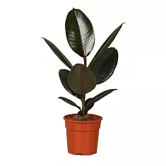 Фикус эластика Абиджан - Ficus elastica Abidjan D15 H70