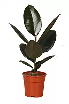 Фикус эластика Абиджан - Ficus elastica Abidjan D15 H70
