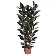 Фикус Эластика (каучуконосный) Абиджан 3 ствола - Ficus elastica Abidjan D35 H180