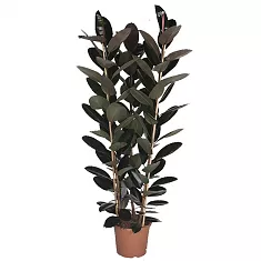 Фикус Эластика (каучуконосный) Абиджан 3 ствола - Ficus elastica Abidjan D35 H180