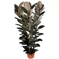 Фикус эластика Абиджан 3 ствола - Ficus elastica Abidjan D30 H150