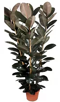 Фикус эластика Абиджан 3 ствола - Ficus elastica Abidjan D30 H150