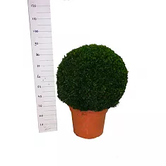 Самшит вечнозеленый (Буксус) - Buxus D40 H90