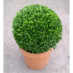 Самшит вечнозеленый (Буксус) - Buxus D50 H100
