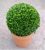 Самшит вечнозеленый (Буксус) - Buxus D50 H100