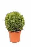Самшит вечнозеленый (Буксус) D20 H35
