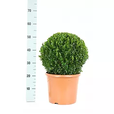 Самшит вечнозеленый (Буксус) - Buxus D25 H50