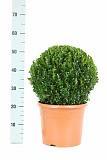 Самшит вечнозеленый (Буксус) - Buxus D25 H50