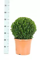 Самшит вечнозеленый (Буксус) - Buxus D25 H50