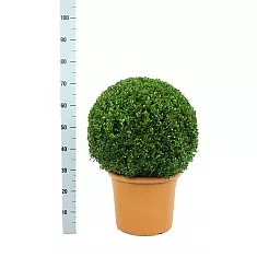 Самшит вечнозеленый (Буксус) - Buxus D30 H60