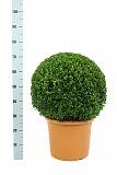 Самшит вечнозеленый (Буксус) - Buxus D30 H60