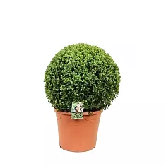 Самшит вечнозеленый (Буксус) -Buxus D20 H60