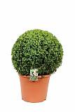 Самшит вечнозеленый (Буксус) -Buxus D20 H60